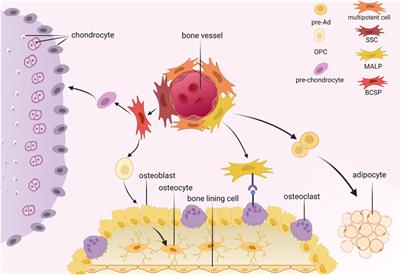 Frontiers | Bone Marrow Mesenchymal Stromal Cells: Identification ...